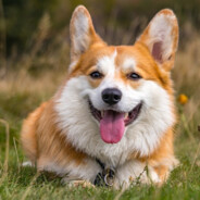 CorGiBoii