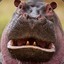 Angry Hippo