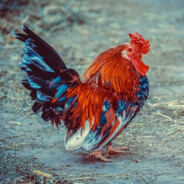 superchicken Steam avatar