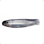 silakka
