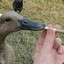 SmokinDuckling