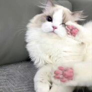 去网吧号被盗，不是宝