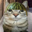 TOMCATS