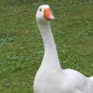 3ndgoose avatar