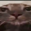 Fuzz1