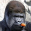 Gorilla Smoking A Carrot