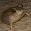 RoundestFrog