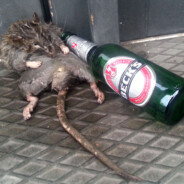 DrunkenRat11