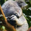 koalazzz