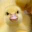 Angery Duckling