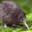 KIwerius