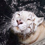 billi