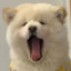 YANGYX