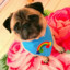 rainbowpug