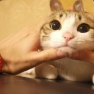 抓不到波克比啊