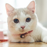 奈愁里匆匆换时节