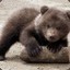 Petit ours brun