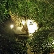 Thomas not the tank engine