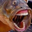 Seabass