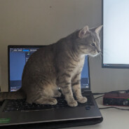 cat on laptop