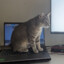 cat on laptop