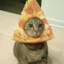 GatoPizza