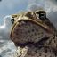 InsaneCanetoad