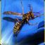 Paper_Wasp!