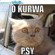 Psiarnia997#Road to G1;*