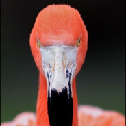 Insane Flamingo