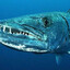 BArracube