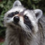 Mr. Raccoon