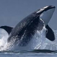 Orca Rules - steam id 76561198084333537
