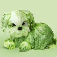 vegedog