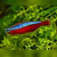 Cardinal Tetra