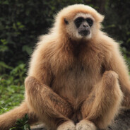 Gibbon