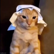 Habibi Cat