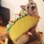TACO CAT