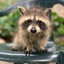 Raccoon