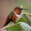 Hummingbird