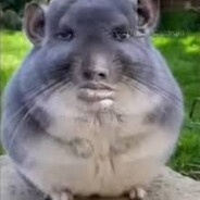 Пивная Шиншилла