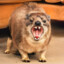 Hyrax lover 187