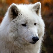 Anodized Wolf