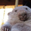 Mr.Wombat