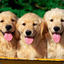 Puppies :)