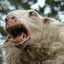 Rampaging_Sheep