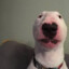 WalterDaDog