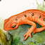 acquiredsalamander