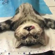 爱打赌的燕双鹰