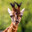 El Giraffe